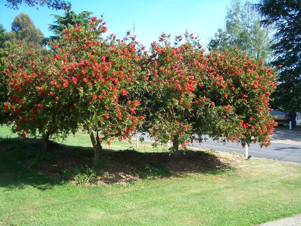 Rainbow Pines Tourist Caravan Park Adaminaby Εξωτερικό φωτογραφία
