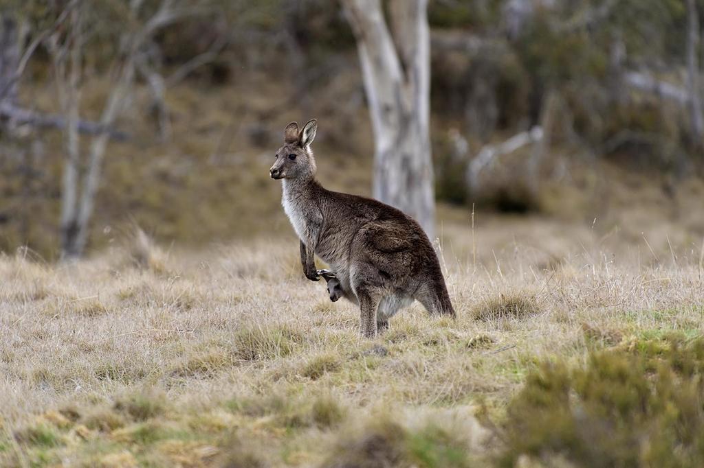 Rainbow Pines Tourist Caravan Park Adaminaby Εξωτερικό φωτογραφία